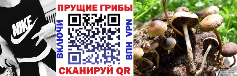 Псилоцибиновые грибы Psilocybe Великий Устюг